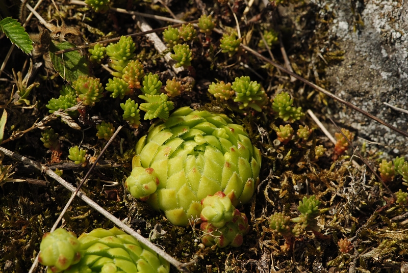 globiferum ssp. globiferum from Podštěly, Jezerský vrch