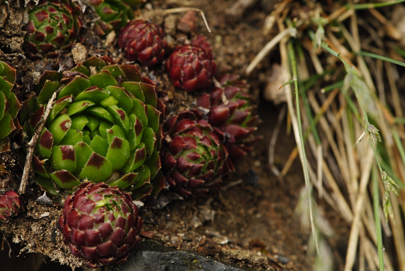 globiferum ssp. globiferum from Týřov