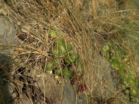 globiferum ssp. globiferum from Piplův mlýn