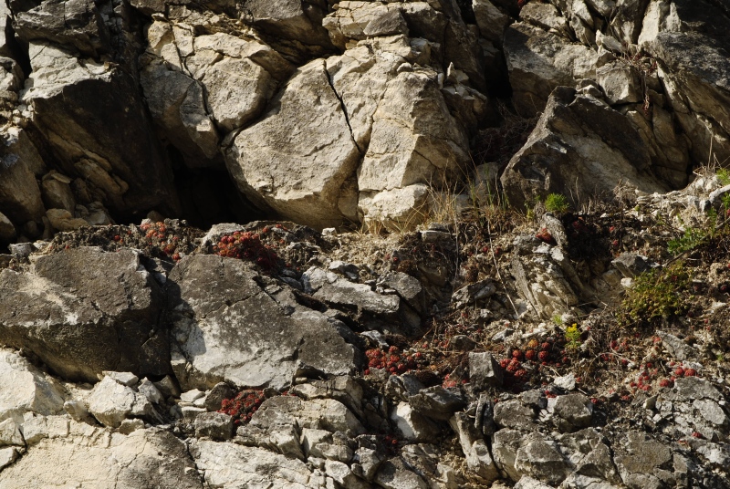globiferum ssp. globiferum from Hejná, Radvanka