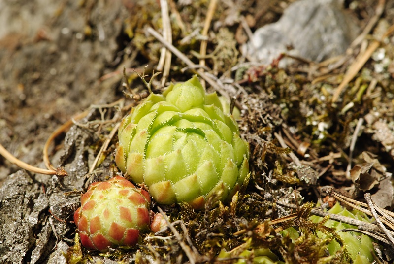 globiferum ssp. globiferum from Straße Chyše nach Čichořice