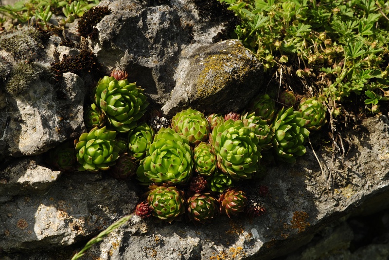 globiferum ssp. globiferum from Koda