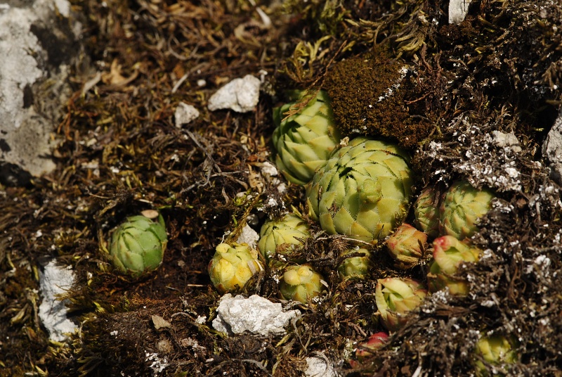 globiferum ssp. globiferum from Koněprusy, Jelínkův most