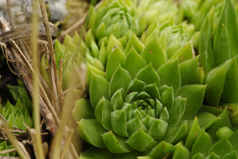 globiferum ssp. hirtum from Bratislava, Parlament