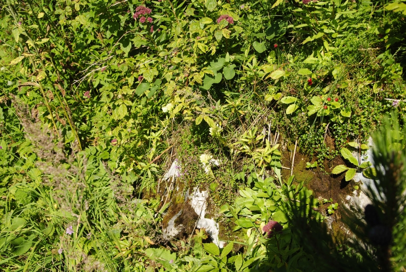 globiferum ssp. hirtum (preissianum) from Tomanova dolina