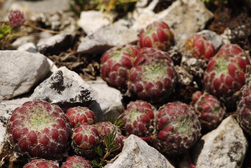 ciliosum ssp. ciliosum (galicicum) from Magaro, NO Abhang