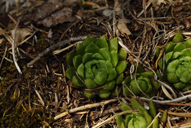globiferum ssp. hirtum from Podlesok, Okrúhly vrch