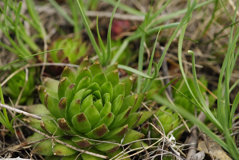 globiferum ssp. hirtum (preissianum) from Veľký Grič