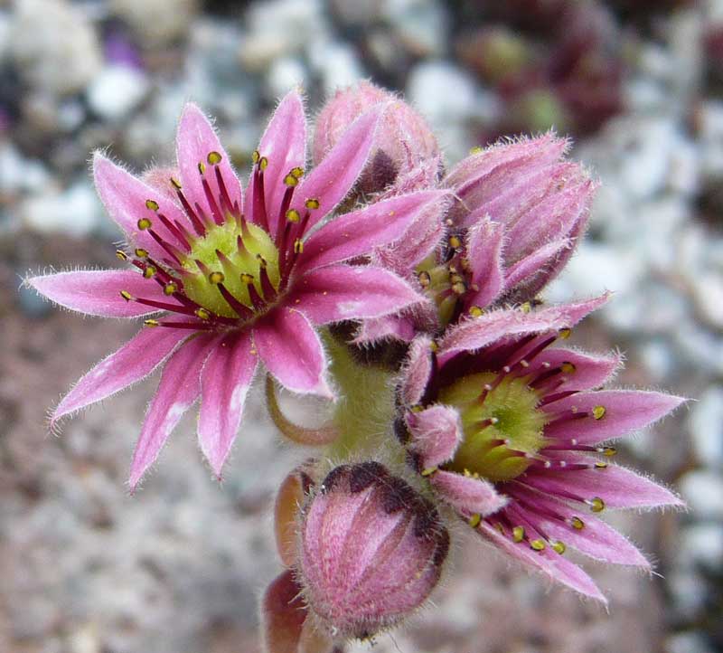 funckii var. aqualiense