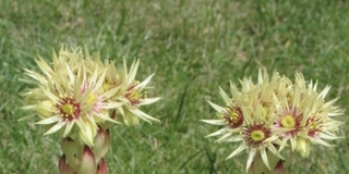 cantabricum