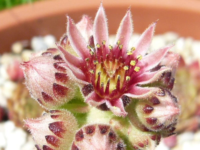 cantabricum ssp. guadarramense from Puerto de Navafria