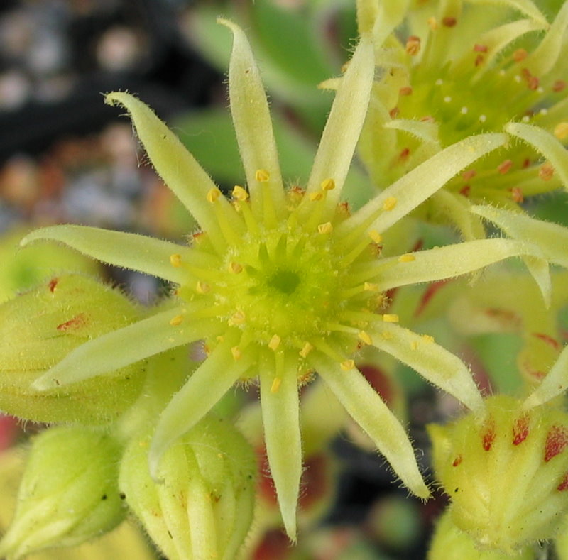 ciliosum from Ali Botusch