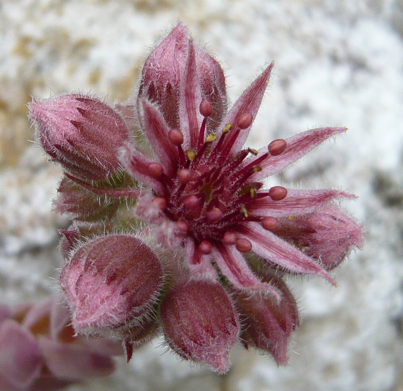 sp. from Epinel