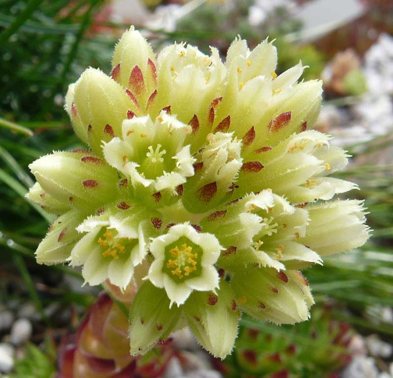 globiferum ssp. hirtum x S. heuffelii Nr. 3