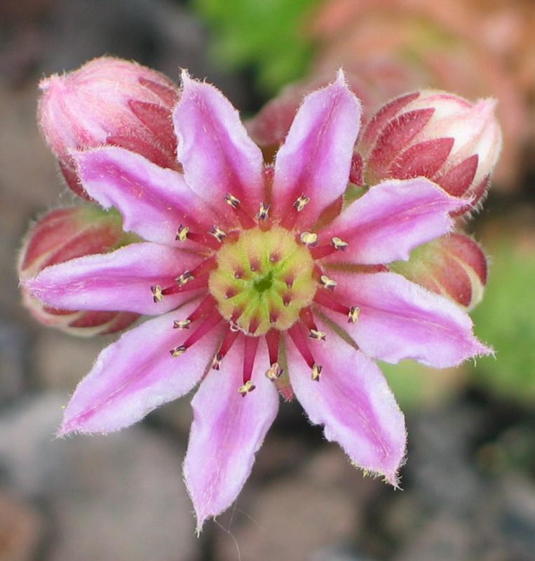 pumilum