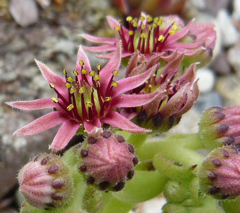 cantabricum