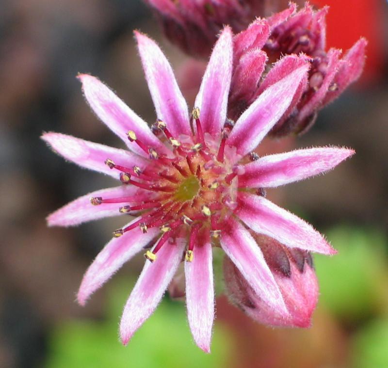 caucasicum