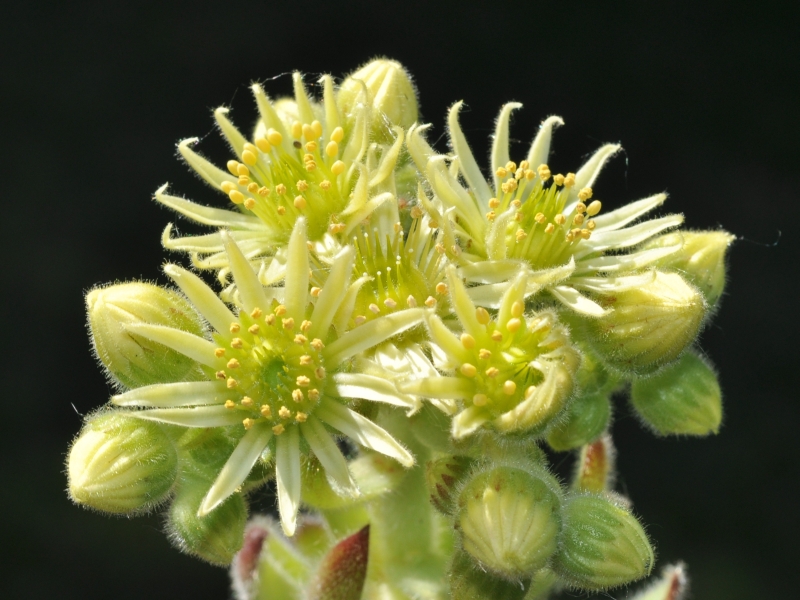 ciliosum ssp. ciliosum (borisii)