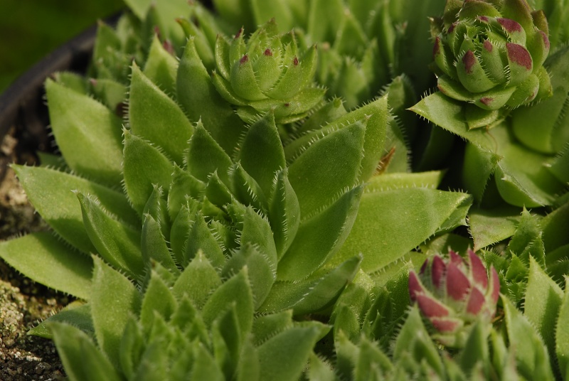 globiferum ssp. hirtum from Podlesok, Okrúhly vrch