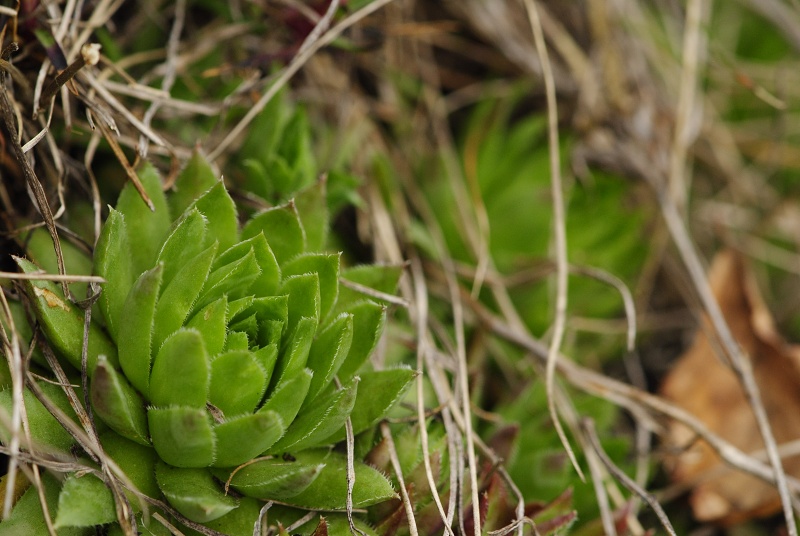 globiferum ssp. hirtum (preissianum) from Veľký Grič