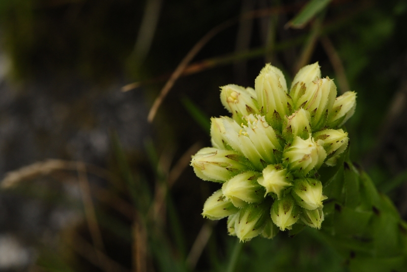 globiferum ssp. hirtum (preissianum) from Veľký Rozsutec
