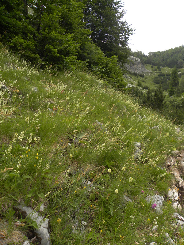 marmoreum from Brojišta
