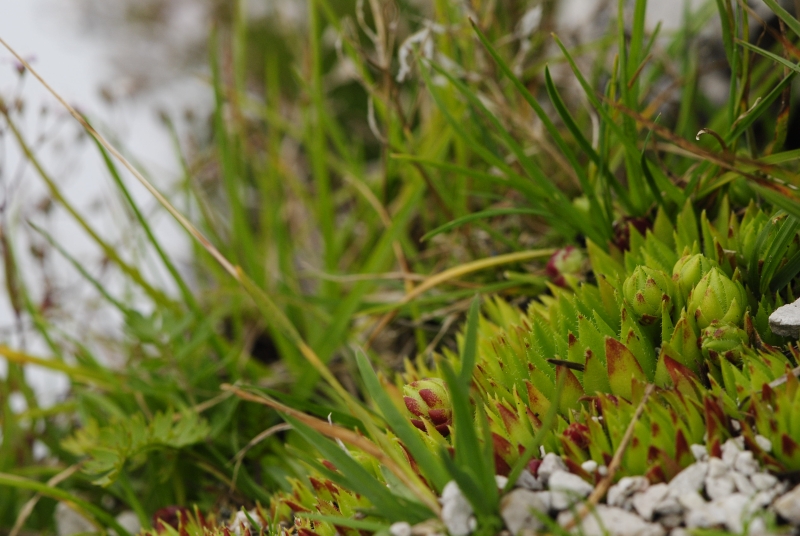 globiferum ssp. hirtum (preissianum) from Veľký Rozsutec