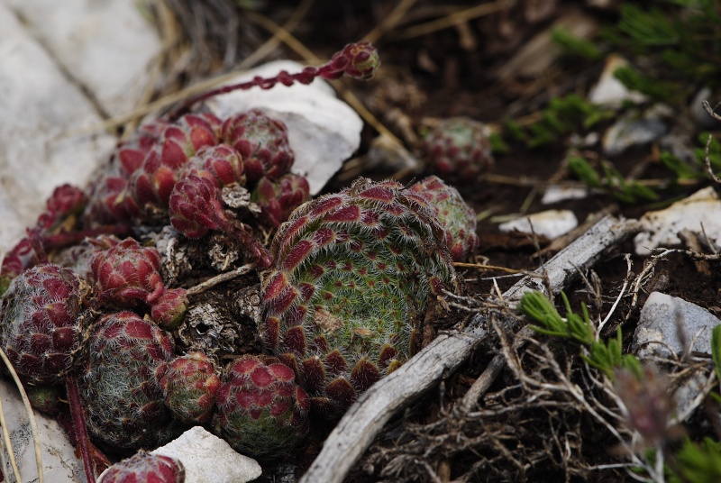 ciliosum ssp. ciliosum (galicicum) from Magaro, NO Abhang