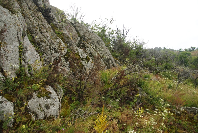 heuffelii from Veliki krš