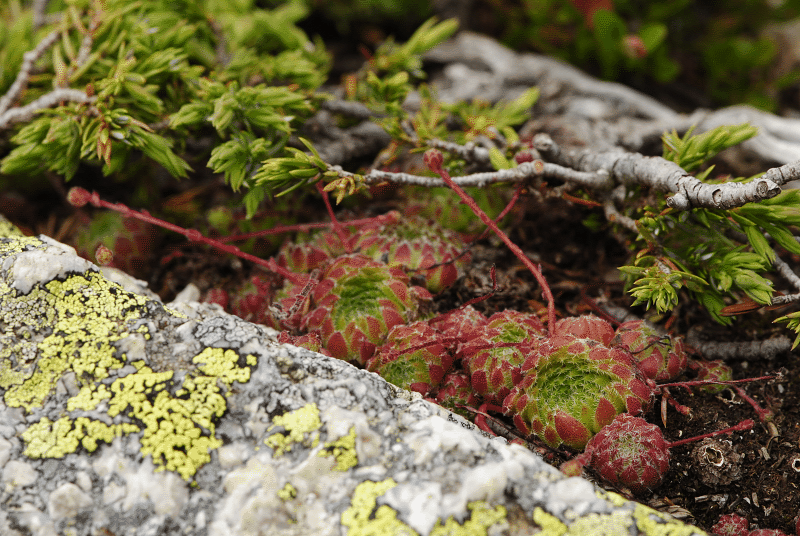 ciliosum ssp. octopodes from Stiv (Gipfel)