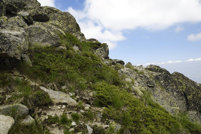 heuffelii from Stiv, Gipfel