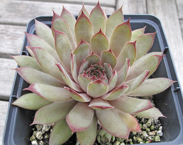 Kautangel