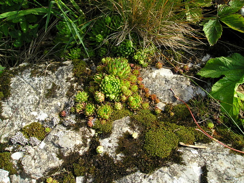 globiferum ssp. hirtum (preissianum) from Zvolen