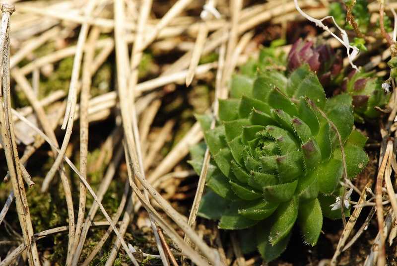 globiferum ssp. globiferum from Boseň, Burg Valečov