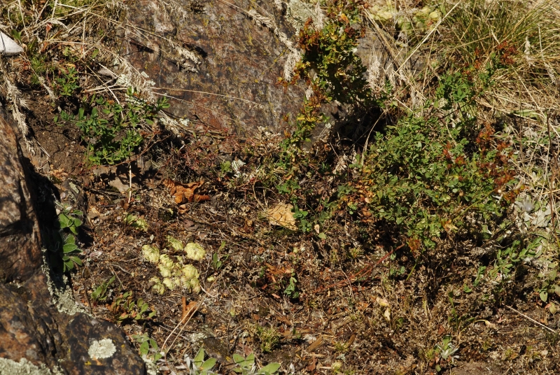 globiferum ssp. globiferum from Hudlická skála