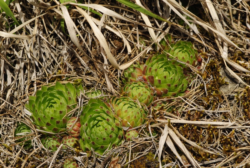 globiferum ssp. globiferum from Čepice, NO