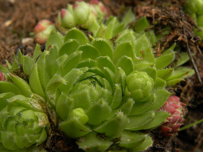 globiferum ssp. globiferum from Bečov nad Teplou, Eisenbahn