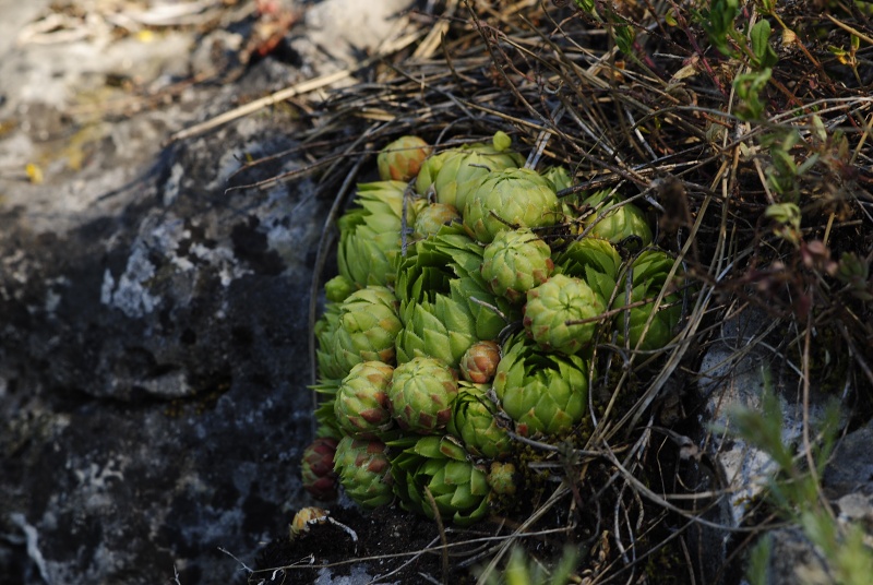 globiferum ssp. globiferum from Hostim, Vysoká stráň, unten