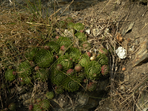 globiferum ssp. globiferum from Piplův mlýn