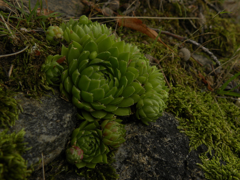 globiferum ssp. globiferum from Třeboň, Svět