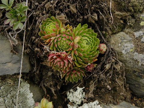 Kamenec (Süd 2)