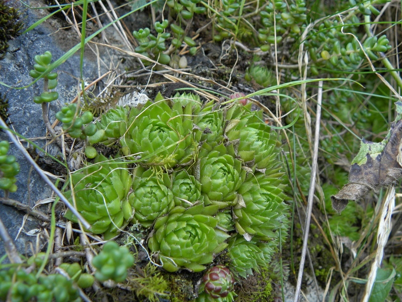 globiferum ssp. globiferum from Lipovec, Velká Dohoda