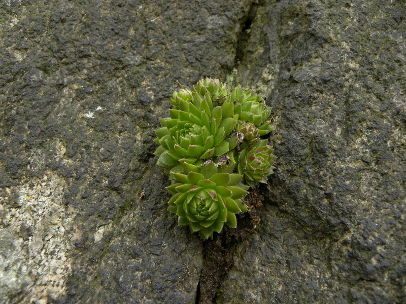 globiferum ssp. globiferum from Bečov nad Teplou, Burg