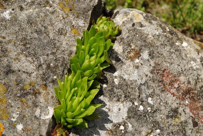 globiferum ssp. globiferum from Srbsko, oberhalb