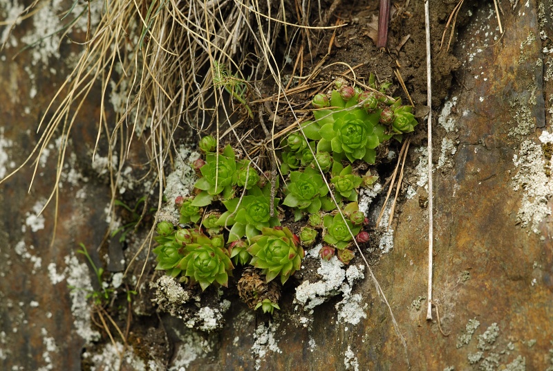 globiferum ssp. globiferum from Straße Chyše nach Čichořice