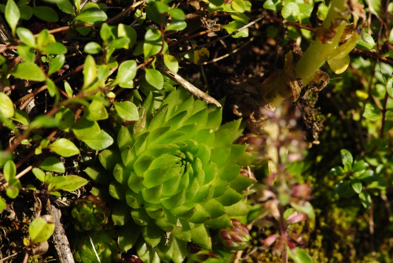 globiferum ssp. hirtum (preissianum) from Tomanova dolina