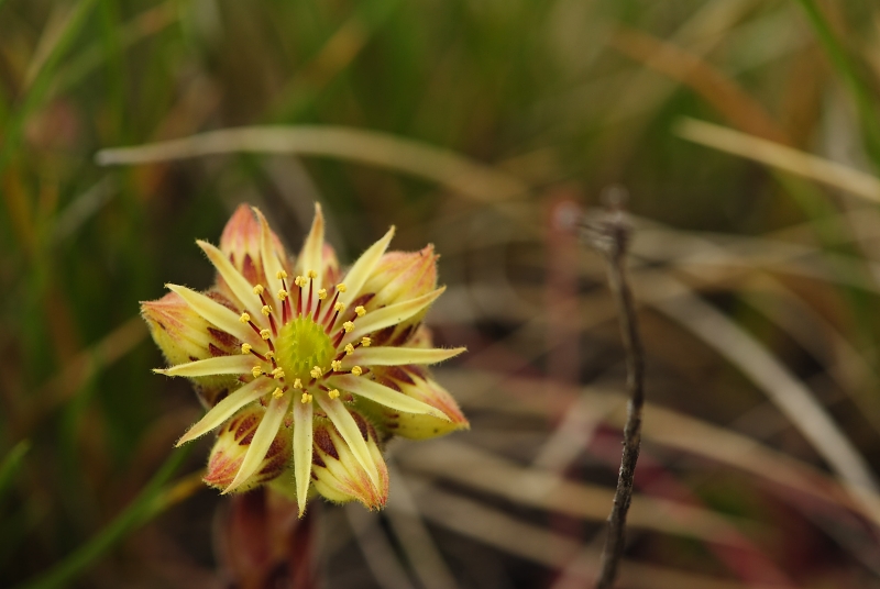 ciliosum ssp. octopodes from Ilinden, N Abhang