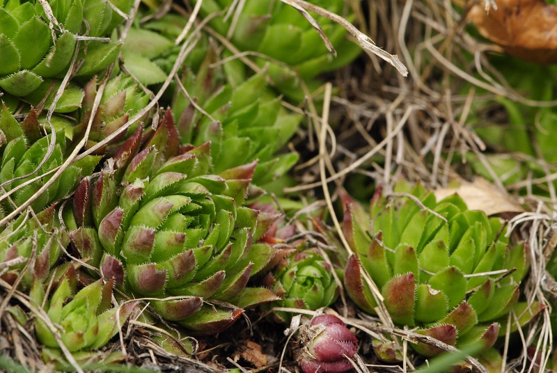 globiferum ssp. hirtum (preissianum) from Veľký Grič