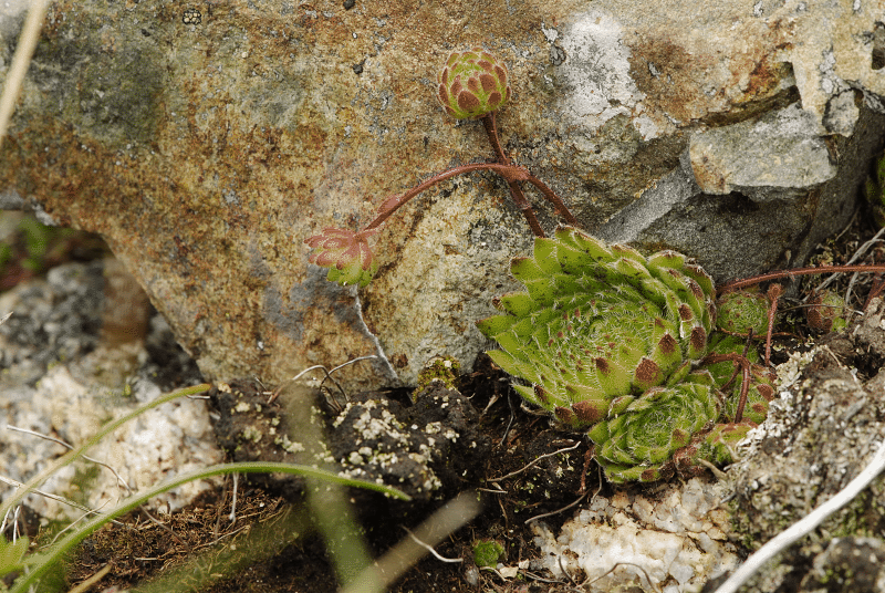 ciliosum ssp. octopodes from Stiv (Gipfel)