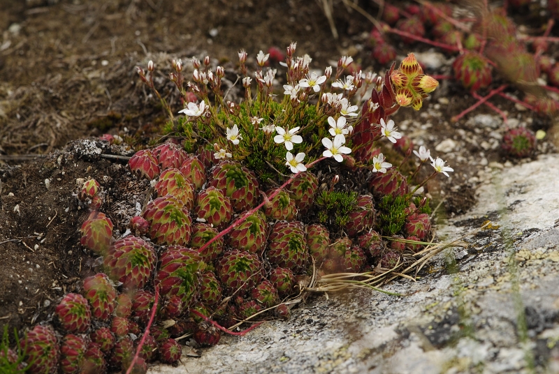 ciliosum ssp. octopodes from Ilinden, N Abhang